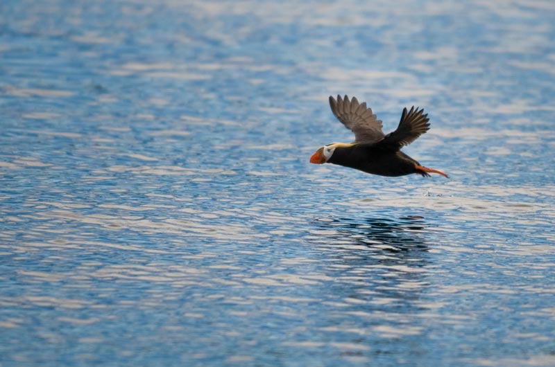 A puffin glides across the surface of Sitka Sound. 
